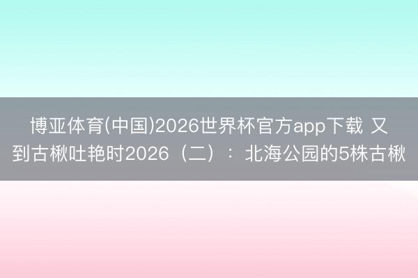 博亚体育(中国)2026世界杯官方app下载 又到古楸吐艳时2026（二）：北海公园的5株古楸