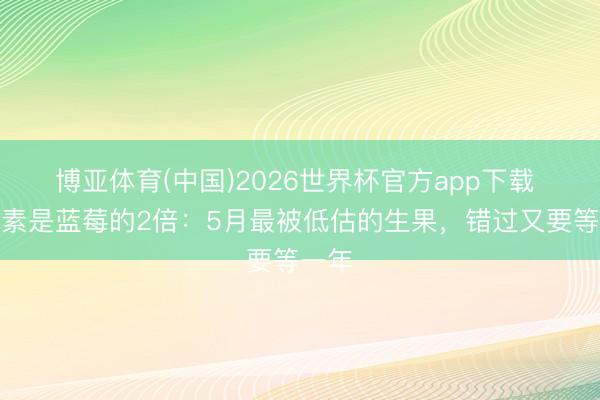 博亚体育(中国)2026世界杯官方app下载 花青素是蓝莓的2倍：5月最被低估的生果，错过又要等一年